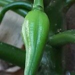 Vasconcellea pubescens Blodyn