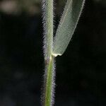 Elymus glaucus Escorça