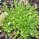 Sagina procumbens ശീലം