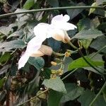 Thunbergia grandiflora Цвят