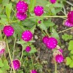 Gomphrena globosa Bloem