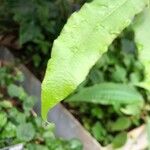 Thelypteris reticulata Leaf