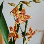 Oncidium ensatum Květ