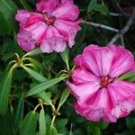 Rhododendron strigillosum Blomma