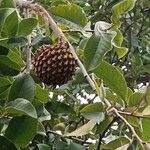 Annona crassiflora Ліст