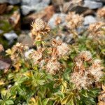 Potentilla nivalis Fruit