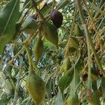 Brachychiton rupestris Fruit