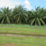 Elaeis guineensis Habit