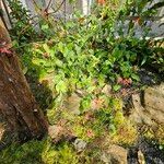 Plumbago indica 整株植物