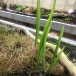 Sarracenia leucophylla Hoja