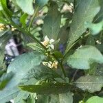 Solanum pseudocapsicum Λουλούδι