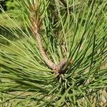 Pinus jeffreyi Blad