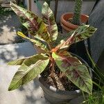 Musa acuminata Plante entière