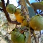 Byrsonima verbascifolia Fruit