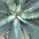 Aloe prostrata