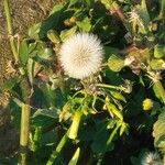 Sonchus oleraceusफूल