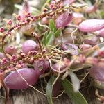 Bulbophyllum falcatum Fruit