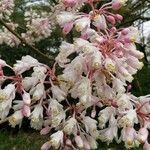 Staphylea holocarpa Flor