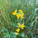 Medicago arabicaFlower