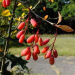 Berberis vulgaris Hedelmä