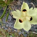 Dietes bicolorফুল