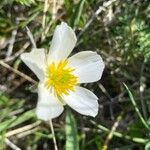 Ranunculus pyrenaeus Flower