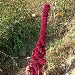 Amaranthus caudatusFlor