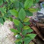 Cotoneaster bullatus 葉