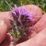 Liatris squarrosa Kukka