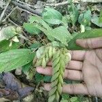 Flemingia strobilifera Blatt