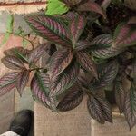 Strobilanthes auriculata 葉