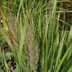 Calamagrostis arundinacea Folha