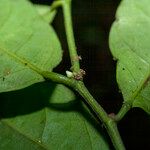 Heisteria densifrons Blomma