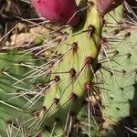 Opuntia phaeacantha Froito