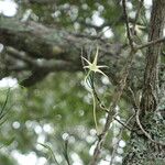 Angraecum popowii Flor