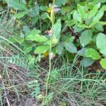 Ophrys apifera Libunga