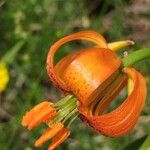 Lilium carniolicum Bloem