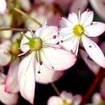 Micranthes stellaris Flower