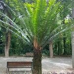 Encephalartos villosus Folha