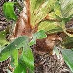 Platycerium stemaria 叶