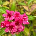 Weigela hortensis Кветка