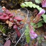 Chaenorhinum origanifolium Habitus