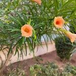 Thevetia peruviana Floare