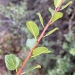 Flueggea tinctoria Leaf