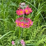 Primula bulleyana ফুল