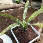 Sansevieria hyacinthoides Blad