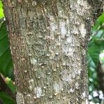 Coccoloba venosa 樹皮