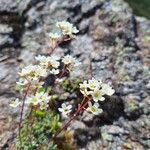 Saxifraga paniculata Cvet