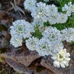 Iberis ciliata Fula