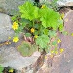 Waldsteinia geoides Flower